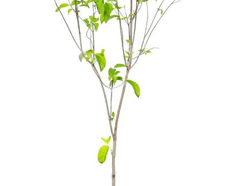 Red Dogwood Tree 5 Gallon | Live Trees for Outdoor Planting | Red Flowering Early Spring Blooms