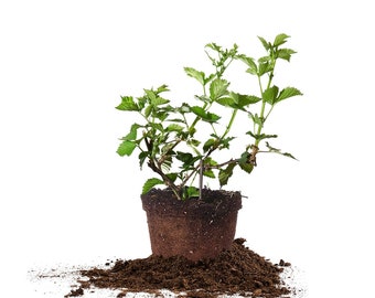May include: A green blackberry plant in a brown pot with soil spilling out onto a white background.
