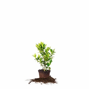 Oak Leaf ™ Holly: Ilex hybrid &#39;Conaf&#39;, Food for Wildlife, Fast Growing Holly