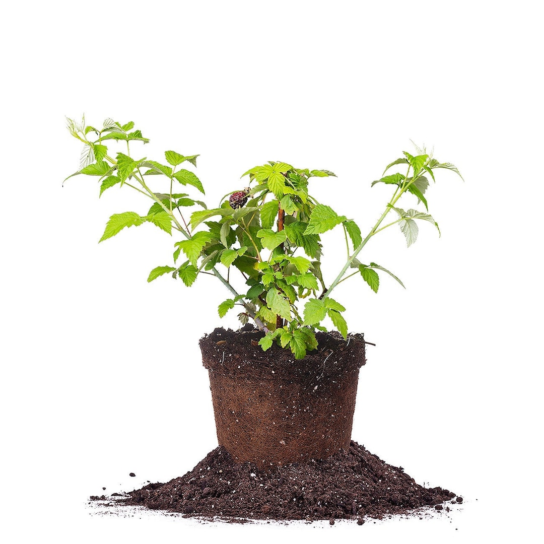 Jewel Back Raspberry Jewel Black Raspberry Plant: Rubus Idaeus 'jewel Black', Easy, Low ...