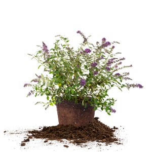 Nanho Purple Butterfly Bush: Buddleia davidii &#39;Monum&#39;, Attracts Pollinators, Perennial Shrub
