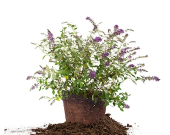 Nanho Purple Butterfly Bush: Buddleia davidii 'Monum', Attracts Pollinators, Perennial Shrub