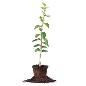 May include: A small, green sapling with leaves growing from a brown pot. The sapling is surrounded by loose brown soil.