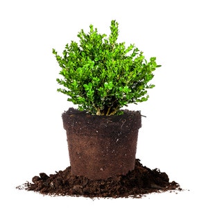 Wintergreen Boxwood Shrub: Buxus Microphylla Koreana &#39;Wintergreen&#39;, Privacy Shrub, Border Foundations