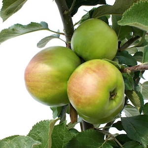 Granny Smith Apple Tree
