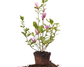 Jane Japanese Magnolia Tree - Large Pink/Purple Blooms - Fully Rooted - Landscape Ready