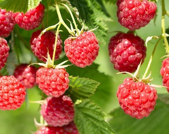 Thornless Canby Raspberry Bush: Rubus Idaeus 'Canby Red', Easy, Low Maintenance, With large berries