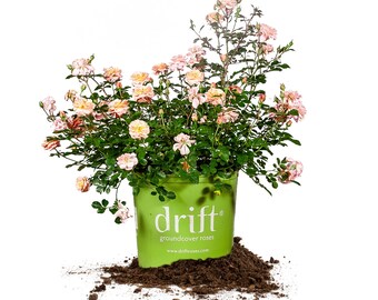 Apricot Drift® Rose: Rosa &#39;Meimirrote&#39;, Disease Resistant Rose, Reblooming