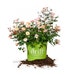 12 - 1 gal apricot drift rose