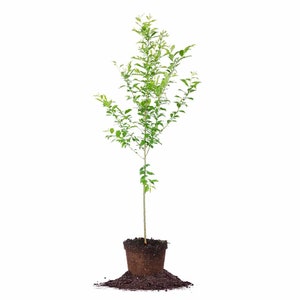 AU Rosa Plum Tree: Prunus salicina hybrid ‘AU-Rosa', Edible Fruit, Disease Resistant