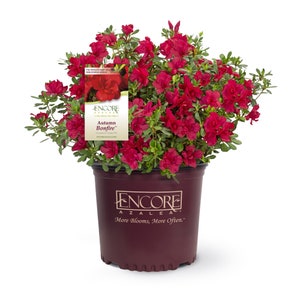 Autumn Bonfire™ Encore® Azalea: Rhododendron ‘Robleza’, Evergreen Azalea, Repeat Bloomer
