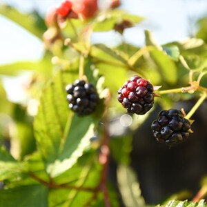 Zarzamora Arapaho: Rubus fruticosus 'Arapaho', Zarzamora sin espinas, Autopolinizante imagen 2