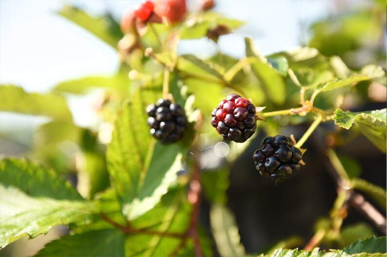 Zarzamora Arapaho: Rubus fruticosus 'Arapaho', Zarzamora sin espinas, Autopolinizante imagen 2