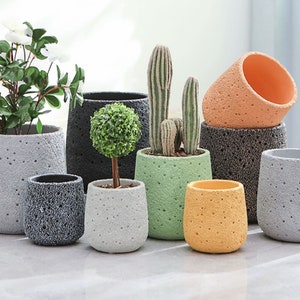 May include: A collection of small, textured, round planters in various colours, including grey, white, green, orange, and black. The planters are filled with small plants, including a cactus, a succulent, and a small bush.
