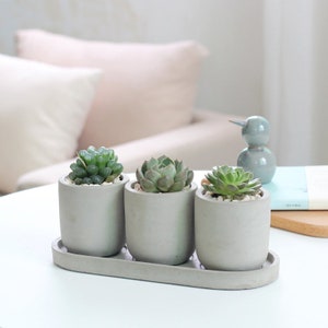 May include: Three small succulent plants in grey concrete pots with a matching grey concrete tray. The plants are arranged in a row on a white table.
