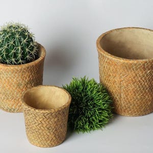 May include: Three woven basket planters of different sizes. One contains a green cactus with white spines. The other two are empty. A small, round, green plant sits between the planters. The planters are made of a light brown woven material.