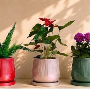 May include: Three decorative ceramic planters in red, pink, and green, each with a matching saucer. The red planter holds a green fern-like plant, the pink one has a plant with red flowers, and the green one features purple dahlias.