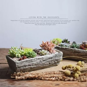 Könnte beinhalten: Zwei rechteckige Beton-Pflanzgefäße mit Holzstruktur, die jeweils mit einer Vielzahl kleiner grüner Sukkulenten gefüllt sind. Die Pflanzgefäße stehen auf einer braunen Oberfläche mit einem darunterliegenden Material, das wie Jute aussieht.