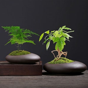 May include: Two bonsai plants in oval, brown ceramic pots. One has feathery green foliage, the other has broad green leaves and exposed roots. Both are planted in moss, set on a wooden surface.