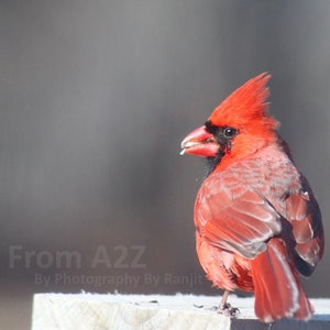 Male Northern Cardinal