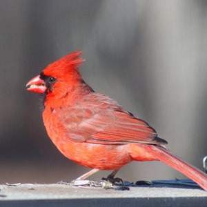 Male Northern Cardinal