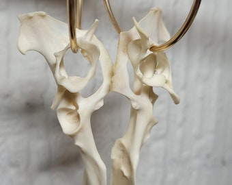 Rabbit pelvis bones and vertebrae small gold loop earrings