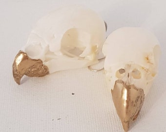 Pair of parrot skulls with gold beak earrings