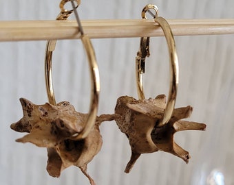 Q. Gold XS loop with 1 big weathered fox vertebrae bones hobo earrings