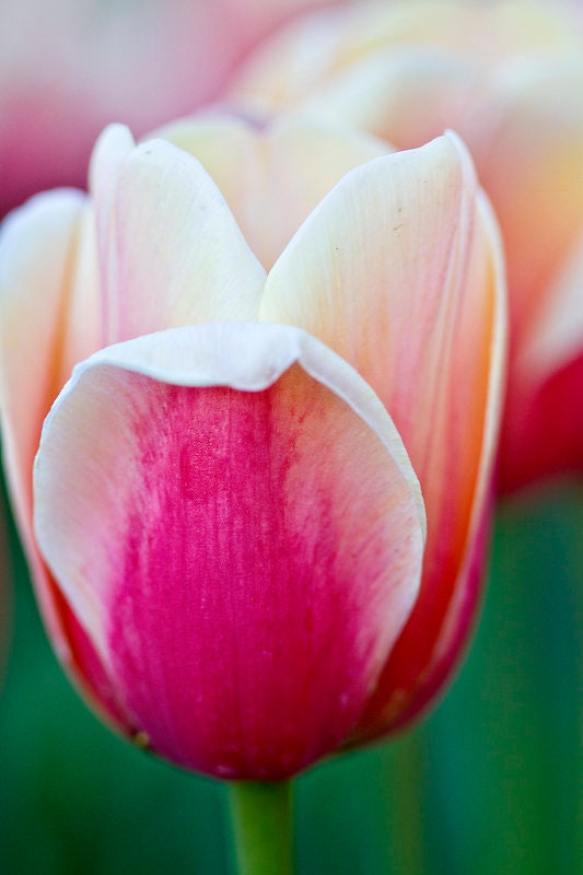 Digital Download Tulip Print Wall Art - Etsy