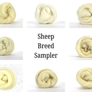 May include: A collection of cream-colored wool samples, arranged in a grid. The text "Sheep Breed Sampler" is displayed in the center. Each wool sample is tightly coiled, showcasing the texture and color variations of different sheep breeds.