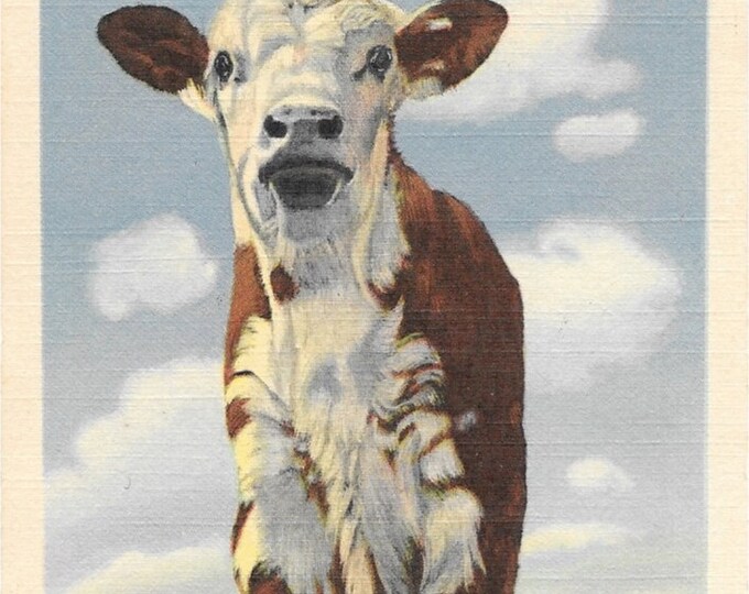 Big Cow Postcard 1951 Texas Dogie Motherless Calf Sad but Funny Pop Art