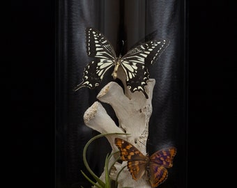 Papilio Xuthus (Asian Swallowtail Butterfly) and Apatura Iris (Purple Emperor Butterfly) Sacrum Bone Glass Dome Display