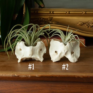 Ethically Sourced Real Bone Air Plant Holder Home Decor image 4