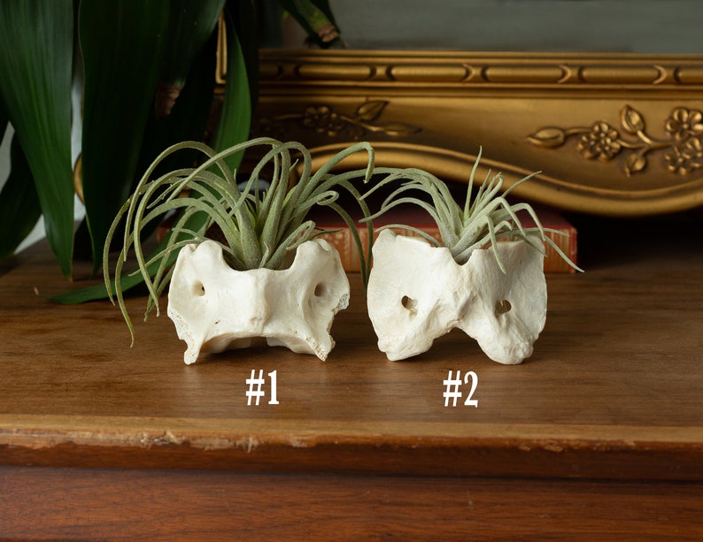 Ethically Sourced Real Bone Air Plant Holder Home Decor image 4