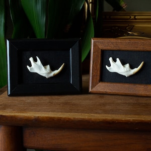 May include: Two small framed pictures of a white bone on a black background. The frames are made of wood, one is black and the other is brown.