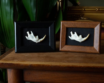 Ethically Sourced Muskrat Jawbone Picture Frame