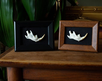 Ethically Sourced Muskrat Jawbone Picture Frame