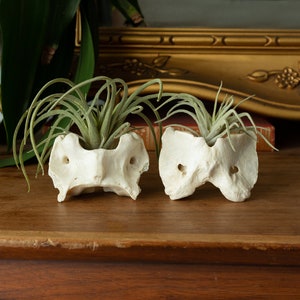 Ethically Sourced Real Bone Air Plant Holder Home Decor image 1