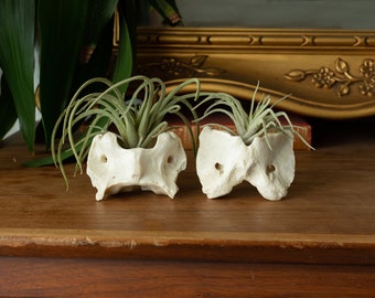 Ethically Sourced Real Bone Air Plant Holder Home Decor