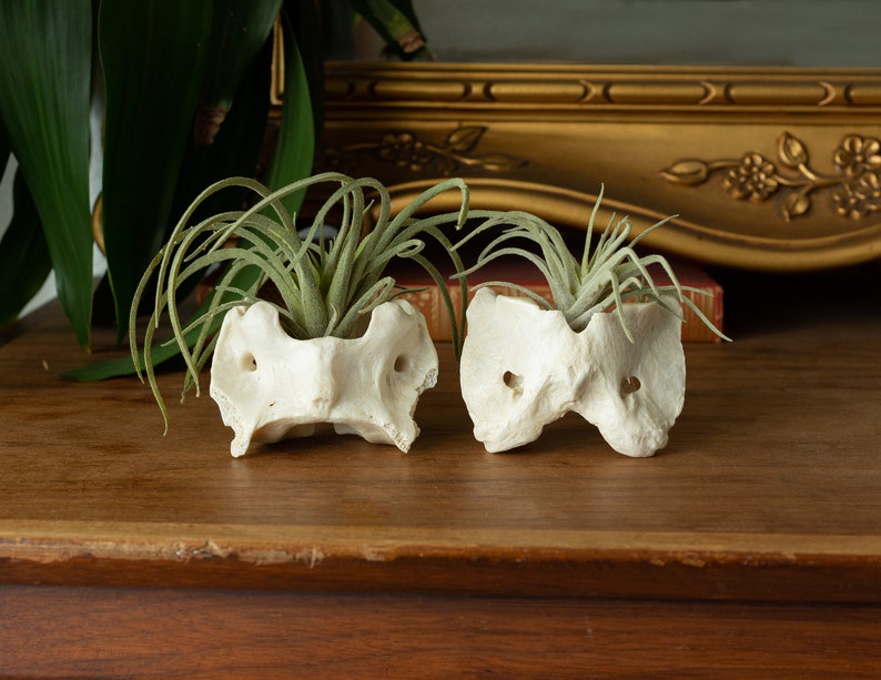 Ethically Sourced Real Bone Air Plant Holder Home Decor image 1