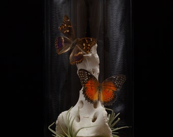 Apatura Iris (Purple Emperor Butterfly) and Cethosia Biblis (Red Lacewing Butterfly) Sacrum Bone Glass Dome Display