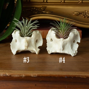 Ethically Sourced Real Bone Air Plant Holder Home Decor image 5