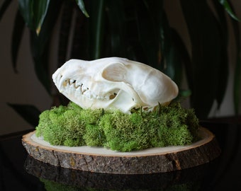 Ethically Sourced Fox Skull Moss Mount Home Decor, Ethically Sourced Real Animal Bone Skull