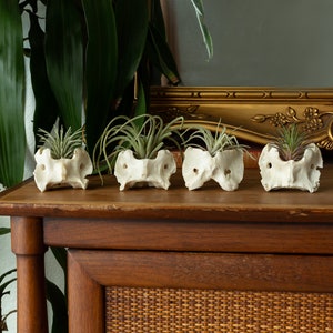 Ethically Sourced Real Bone Air Plant Holder Home Decor image 3