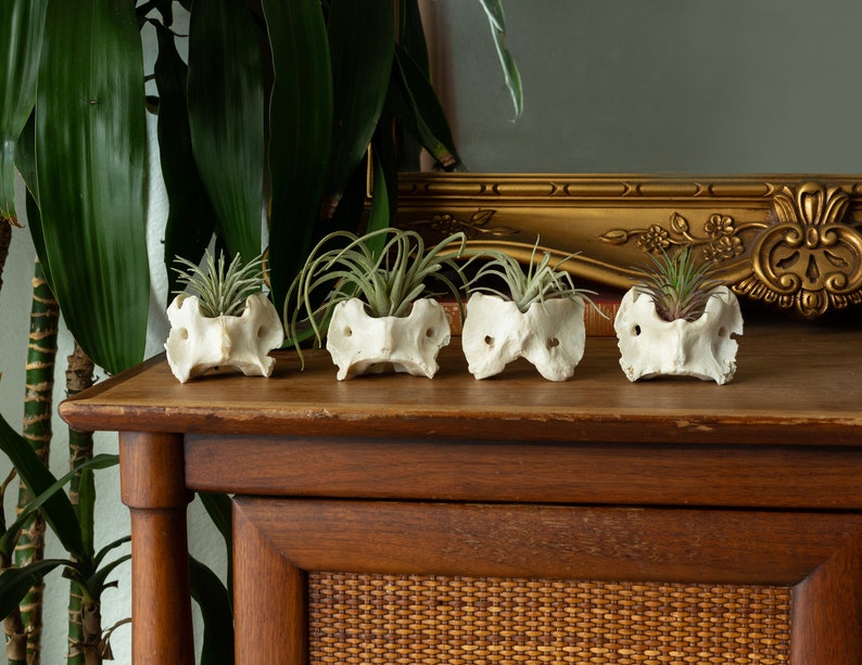 Ethically Sourced Real Bone Air Plant Holder Home Decor image 3