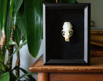 Ethically Sourced Mink Skull Shadow Box Picture Frame Mount Home Decor, Ethically Sourced Real Animal Bone Skull