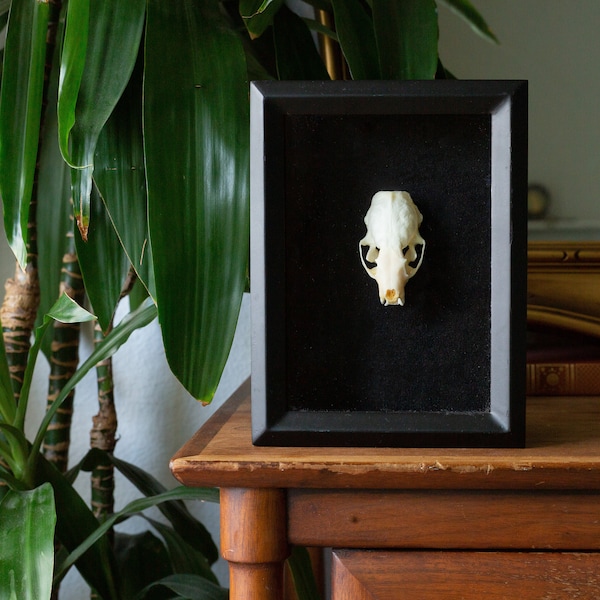 Ethically Sourced Mink Skull Shadow Box Picture Frame Mount Home Decor, Ethically Sourced Real Animal Bone Skull