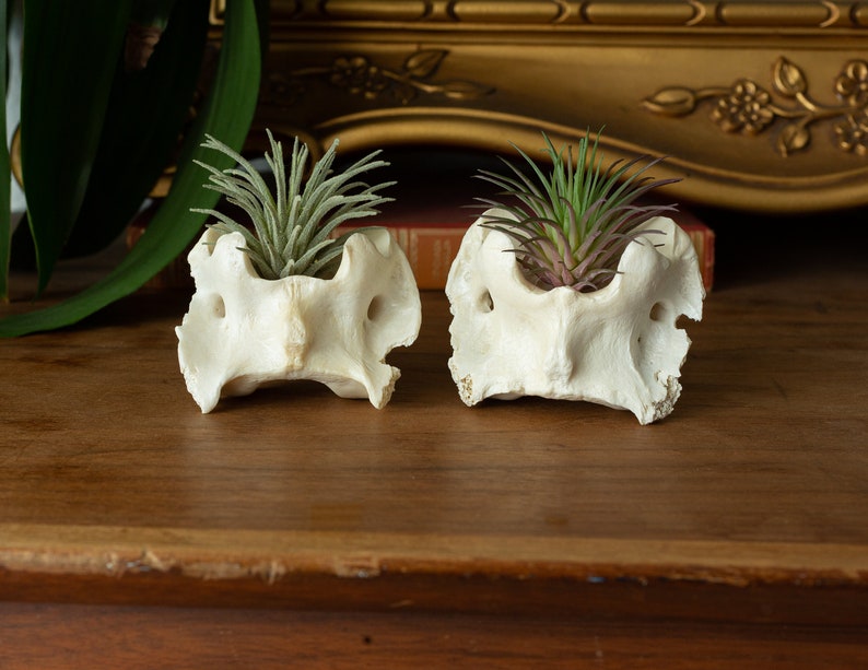 Ethically Sourced Real Bone Air Plant Holder Home Decor image 2