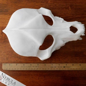 Wolf Skull Mask Blank White Cast Resin Mask for Wolf, Dog, Fox, Coyote, Jackal, or other Canines image 7