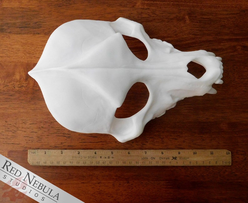 Wolf Skull Mask Blank White Cast Resin Mask for Wolf, Dog, Fox, Coyote, Jackal, or other Canines image 7